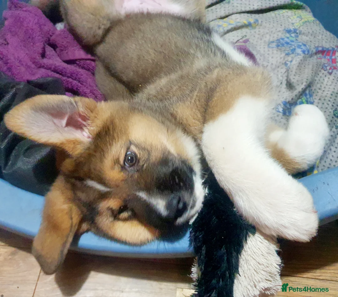 Mixed Breed dogs for sale: Meet lilo - Advert 10