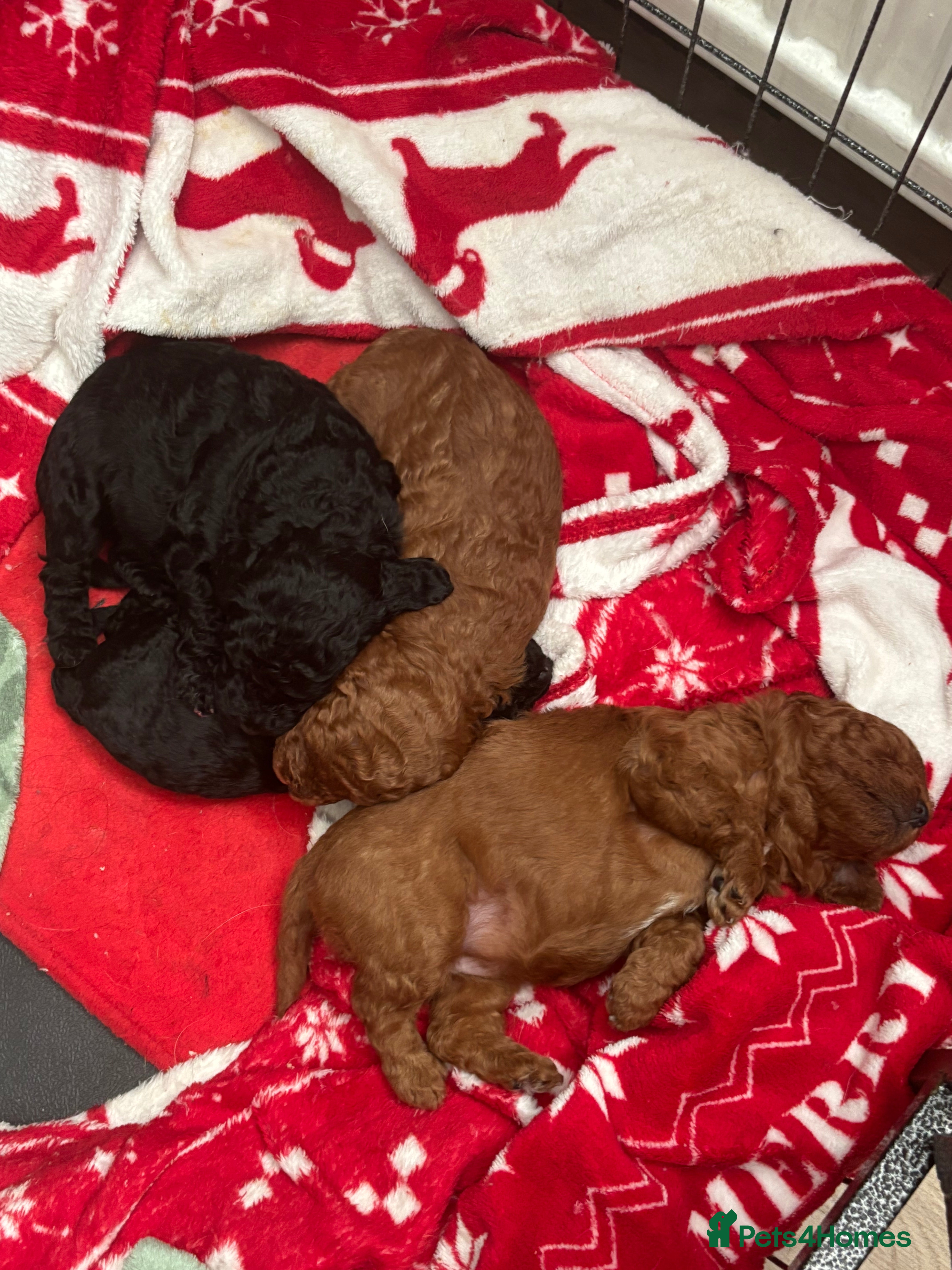 Cockapoo dogs Absolutely stunning F1B Cockapoos - Advert 4