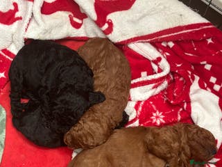 Cockapoo dogs Absolutely stunning F1B Cockapoos - Advert 10