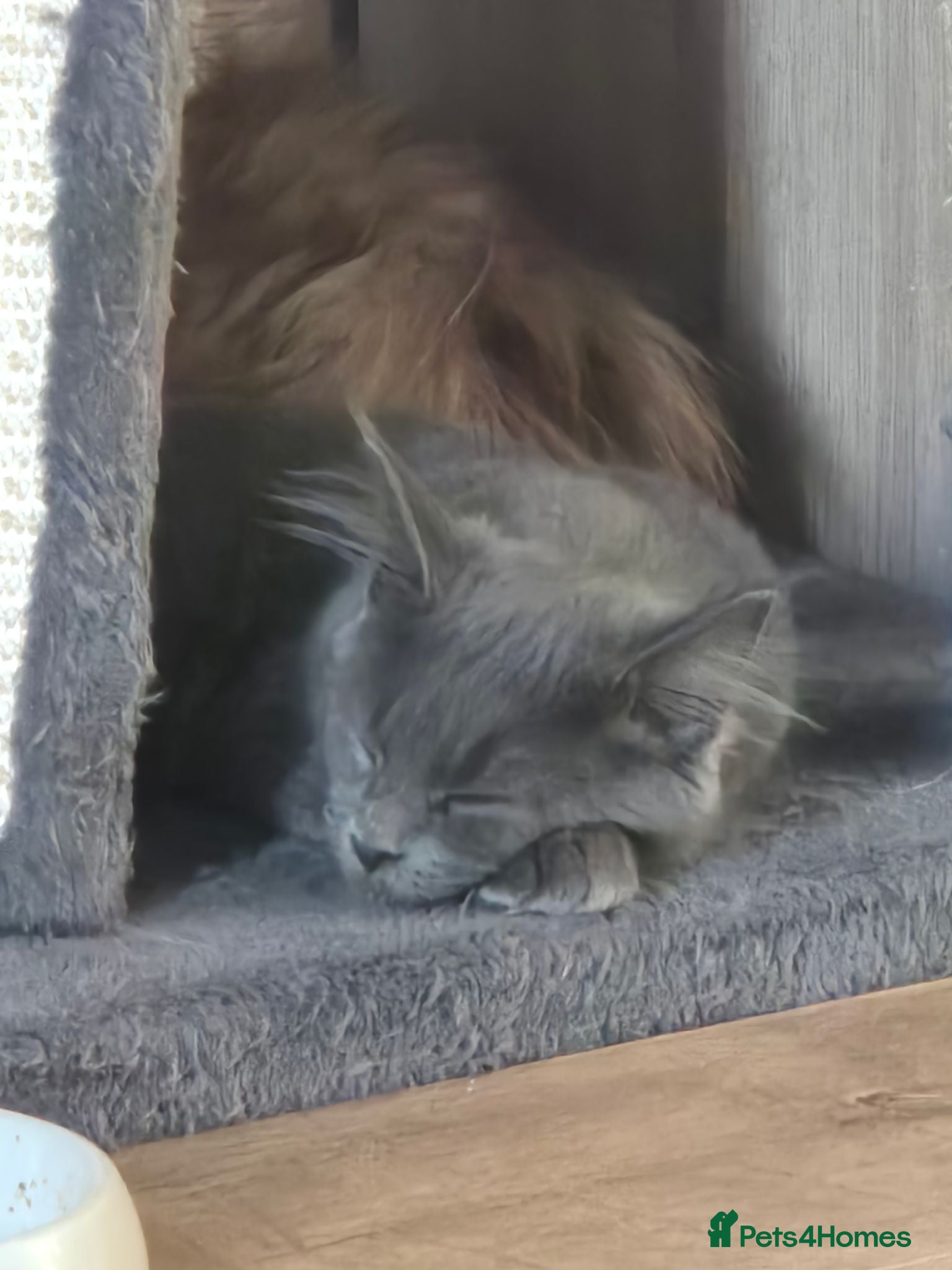 Maine Coon cats 1 BLUE BOY LEFT £550 - Advert 16