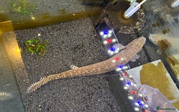 Other/Mixed Breed fish for sale: 2 Birchirs 2 Oscars - Image 4