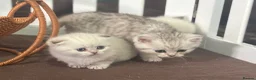 Munchkin cats for sale: Full Pedigree Munchkin Kittens - Advert 21