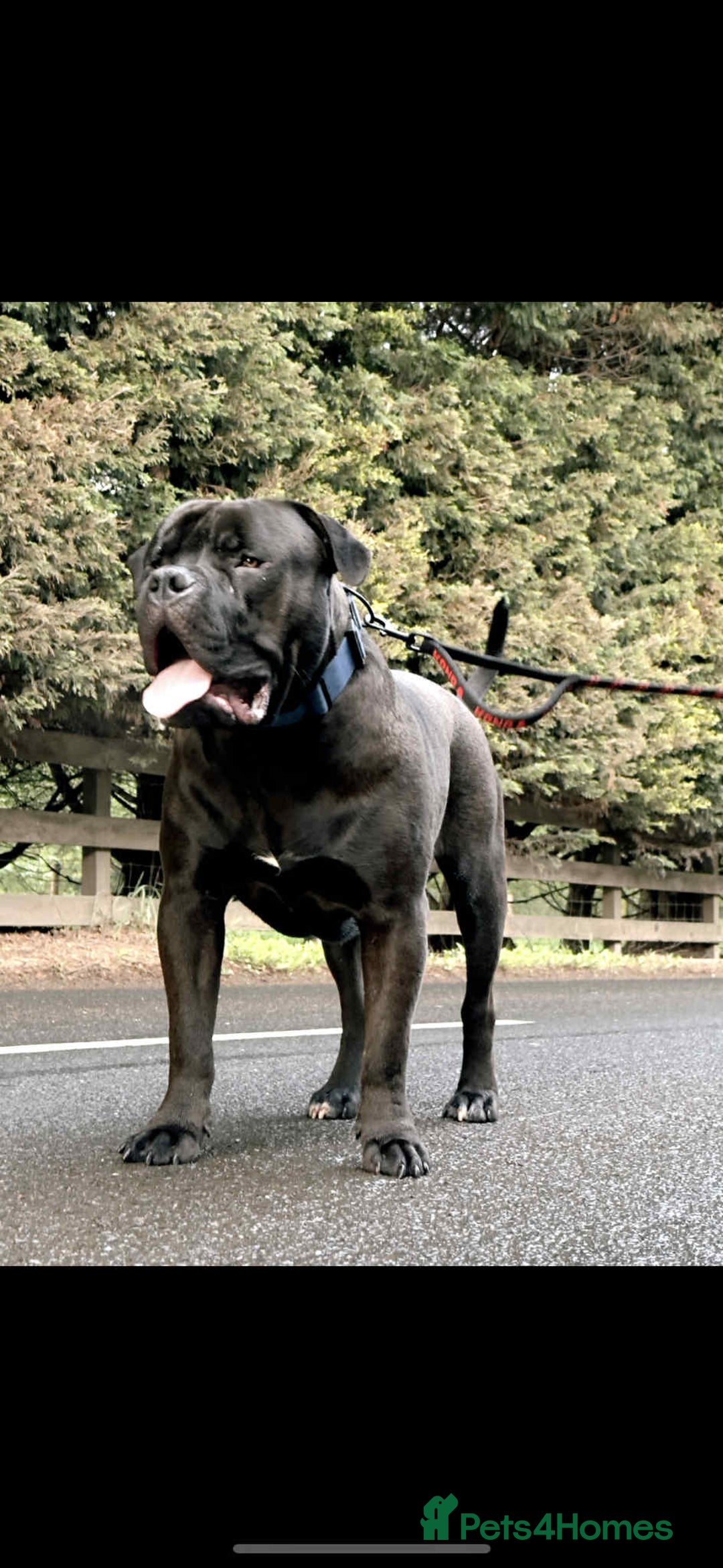 Mixed Breed dogs for sale: Bullmastiff male  - Image 2