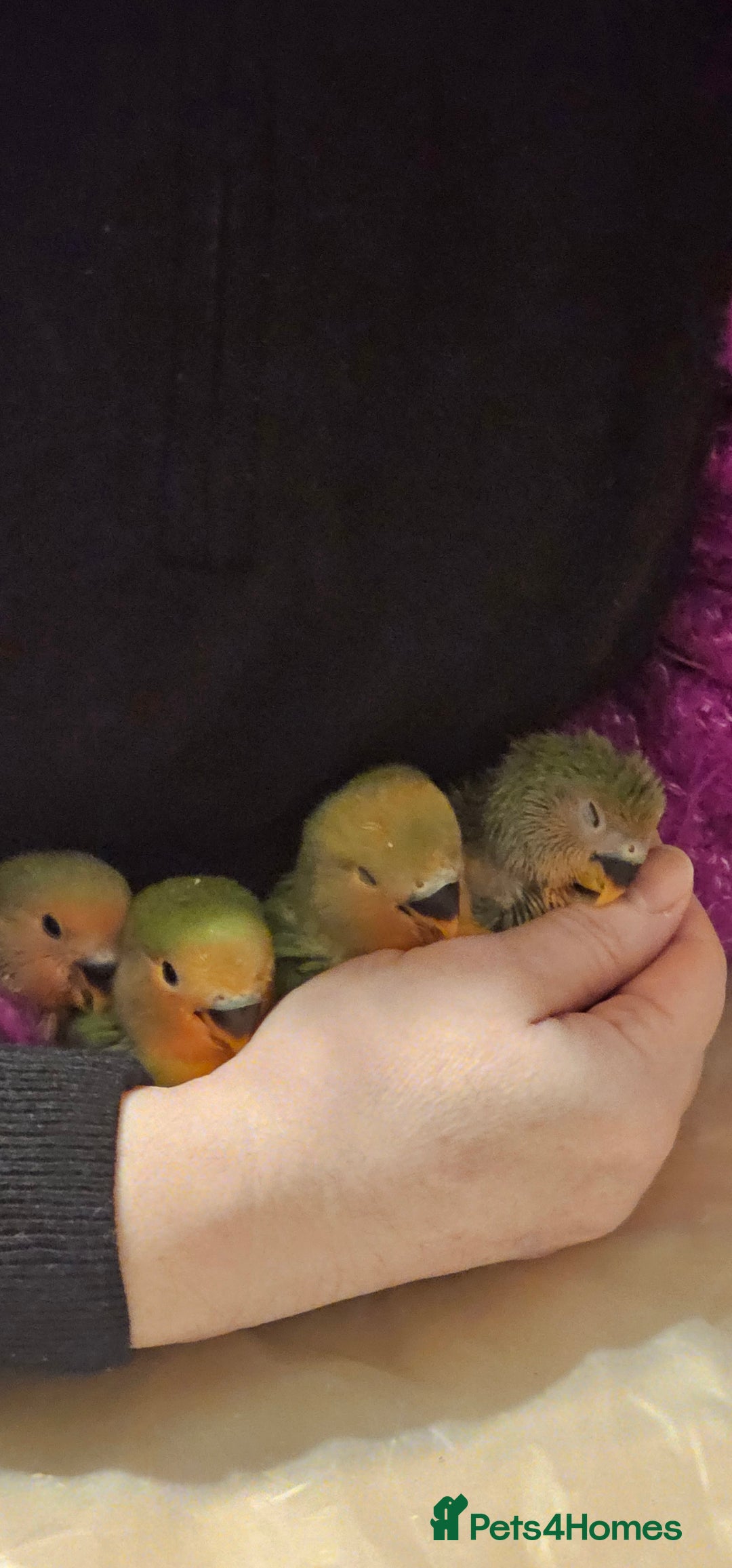 Lovebirds birds for sale: 3 Baby lovebirds - Advert 13