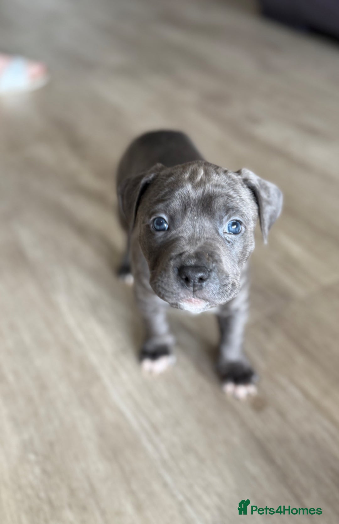 Staffordshire Bull Terrier dogs for sale: Worming Kc Reg %100Pure Staffy Puppies - Advert 17