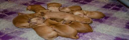 Golden Retriever dogs for sale: KC 𝑫𝒂𝒓𝒌 𝑹𝒆𝒕𝒓𝒊𝒆𝒗𝒆𝒓 𝑷𝒖𝒑𝒑𝒊𝒆𝒔 - Advert 6