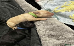 Labrador Retriever dogs for sale: Adorable KC registered fox red and black labs  - Image 28
