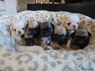 Pug dogs Beautiful Pug Puppies - Advert 2