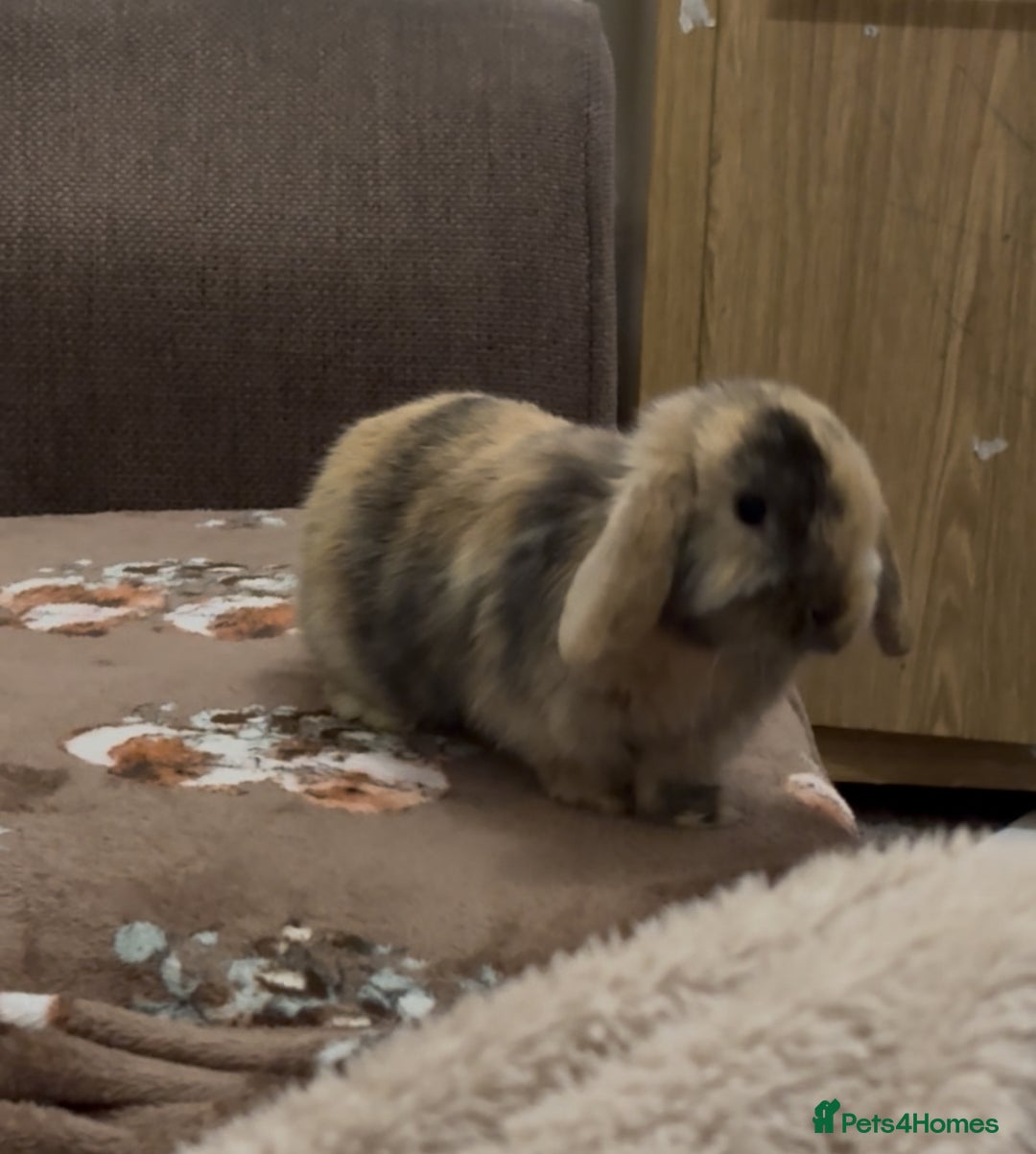 Mini Lop rabbits for sale: Bonded Mini Lop Harlequin Pair. Sold Together Only - Advert 22