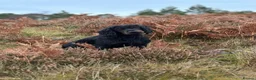Cocker Spaniel dogs for sale: Black Working Cocker Spaniel Pups - Advert 7