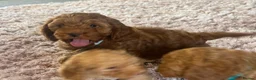 Cockapoo dogs for sale: Beautiful cockapoo puppy’s🩵🩷 - Advert 3