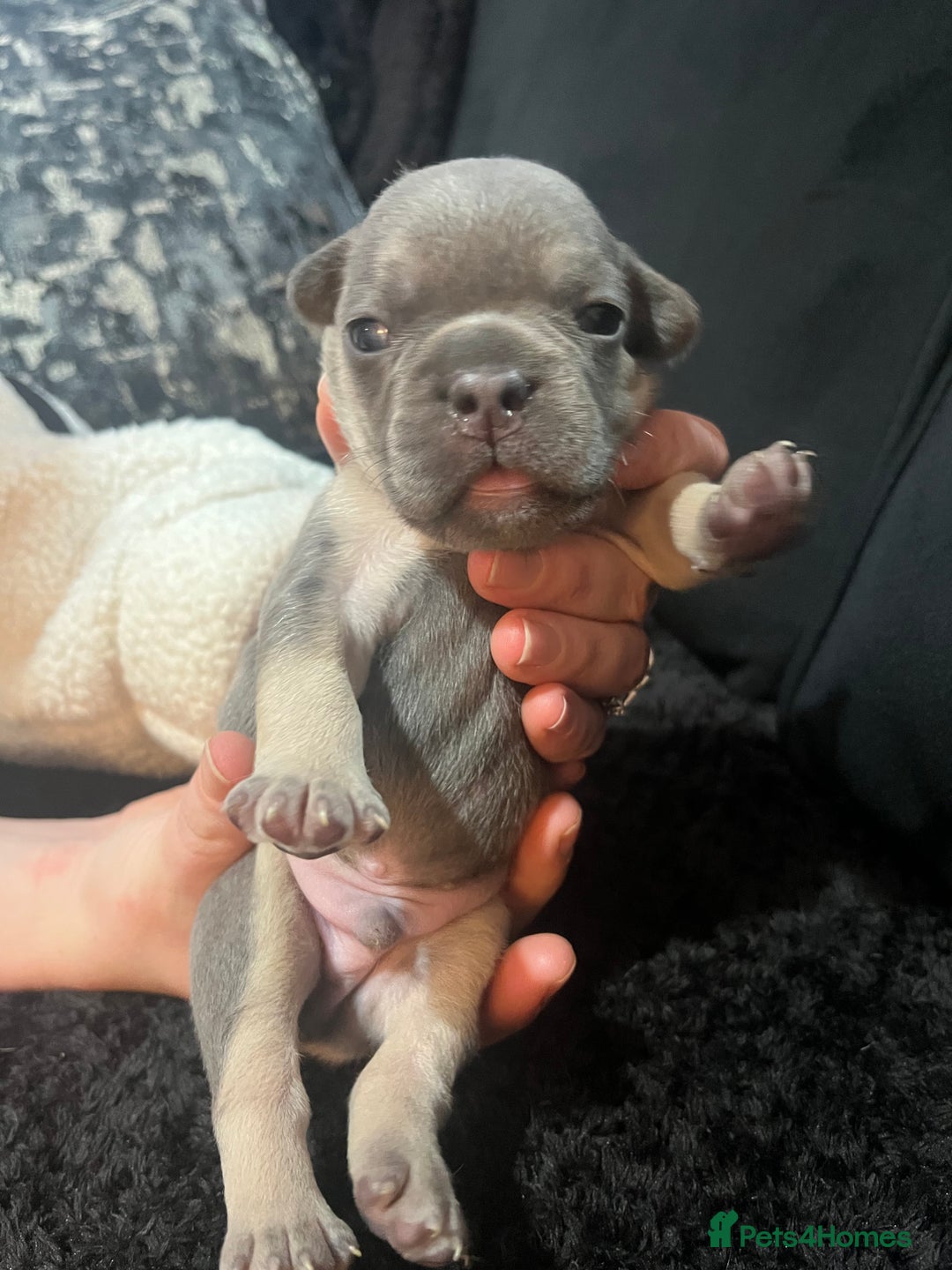 French Bulldog dogs for sale: French bulldog - Advert 1
