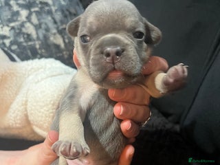 French Bulldog dogs French bulldog - Advert 1