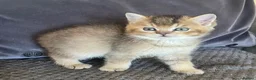 British Shorthair cats for sale: TICA reg black golden kittens  - Advert 9