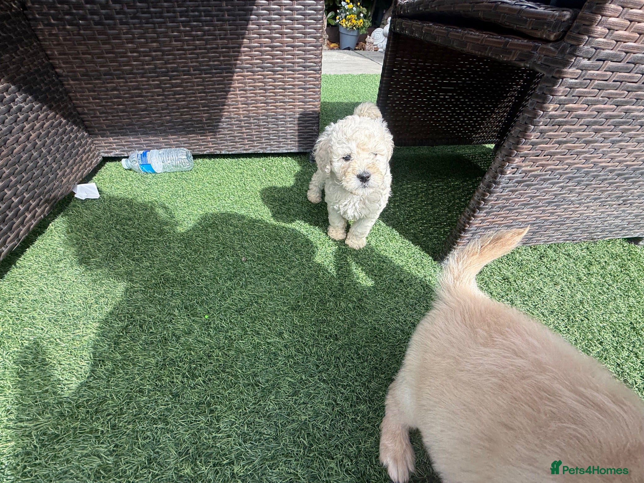 Goldendoodle dogs Goldendoodle puppies for sale ready to leave  - Advert 2
