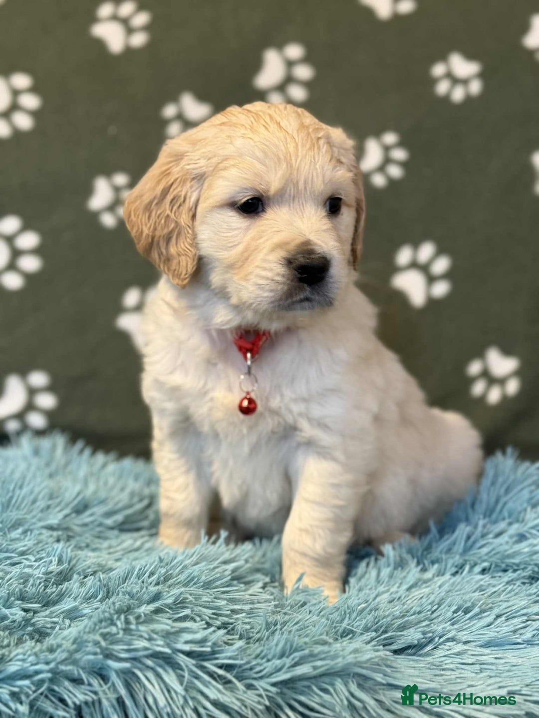 Golden Retriever dogs for sale: Stunning health tested Golden Retriever Puppies  - Advert 5