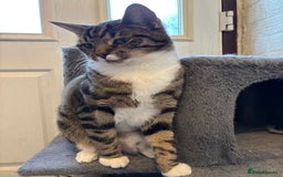 Mixed Breed cats for sale: Two beautiful cats - Image 1