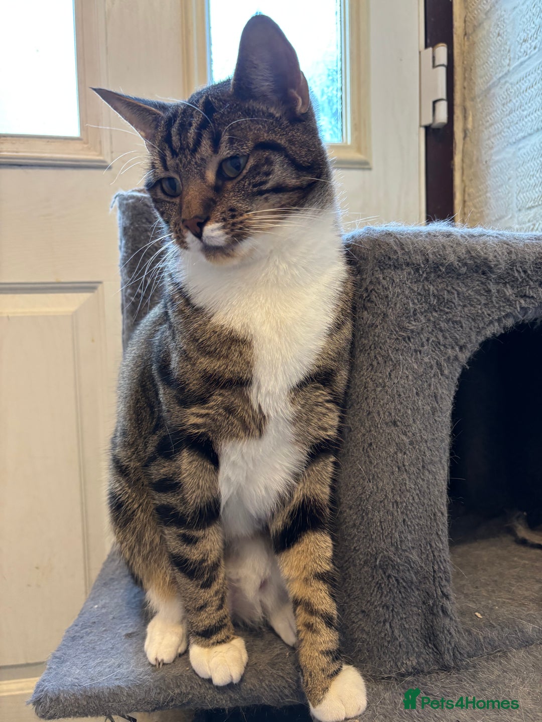 Mixed Breed cats for sale: Two beautiful cats - Image 1