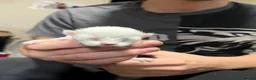 Munchkin cats for sale: Munchkin  - Advert 2
