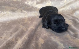 Cockapoo dogs for sale: Cockapoo puppies for sale  - Image 6