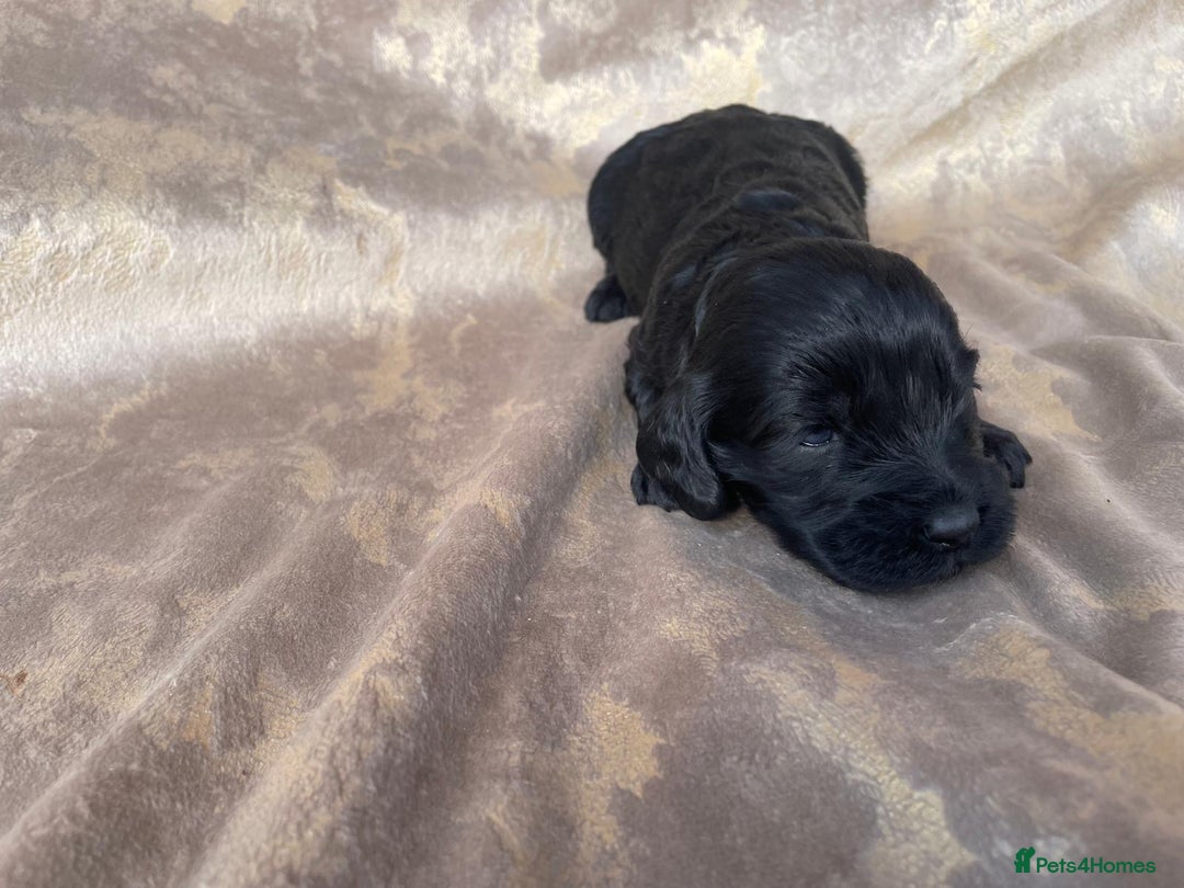 Cockapoo dogs for sale: Cockapoo puppies for sale  - Image 6