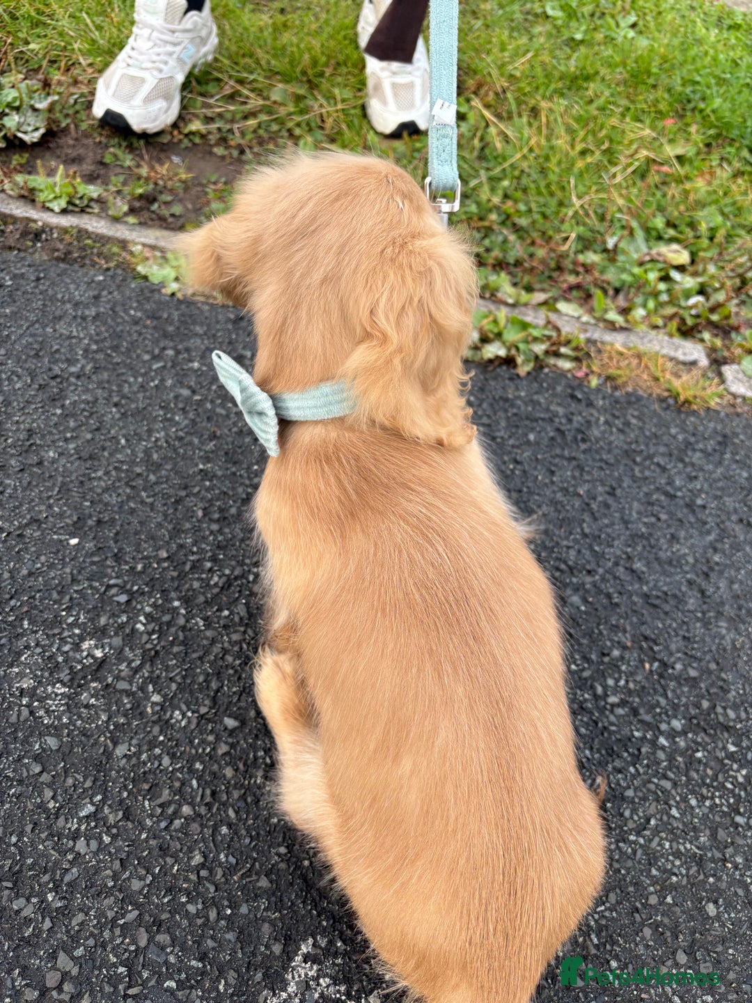 Miniature Dachshund dogs for sale: Full Cream Minature Dachshunds - Image 11