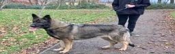 German Shepherd dogs for sale: Big straight back puppies  - Advert 2