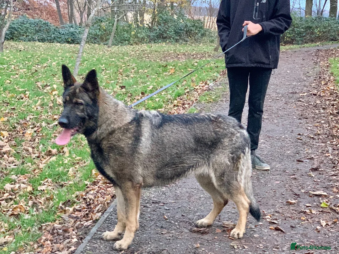 German Shepherd dogs for sale: Big straight back puppies  - Advert 2