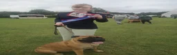 Bullmastiff dogs for sale: KC Registered top quality Bullmastiff puppies in Stockton-on-Tees - Advert 2