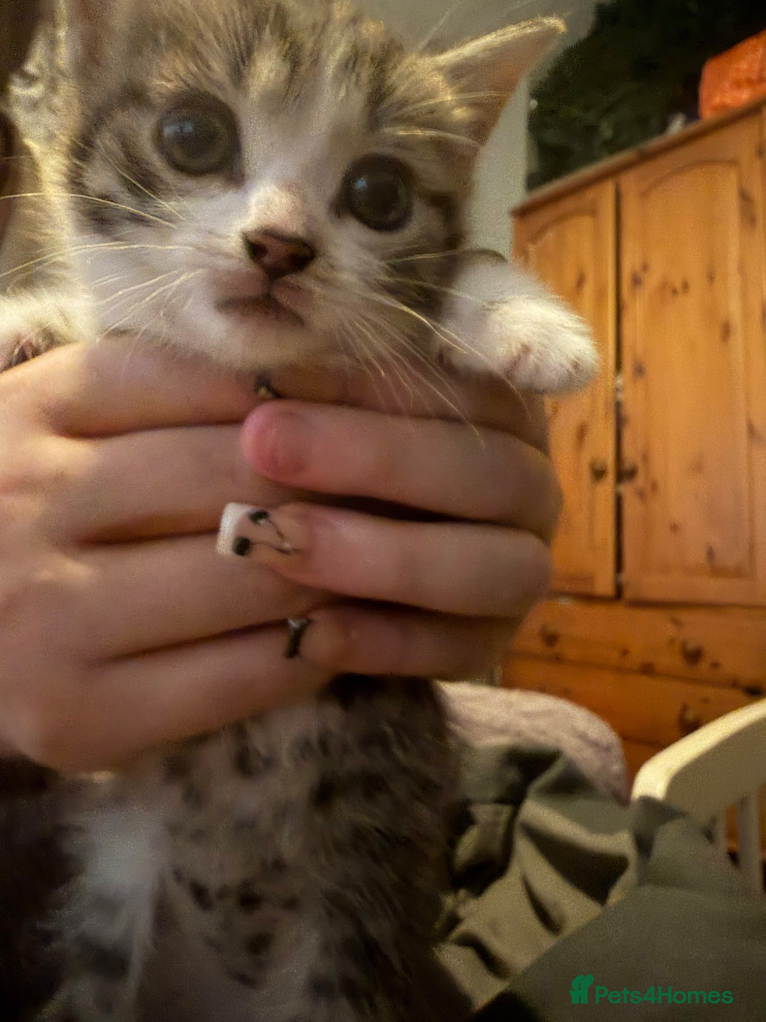 Mixed Breed Kitten 1