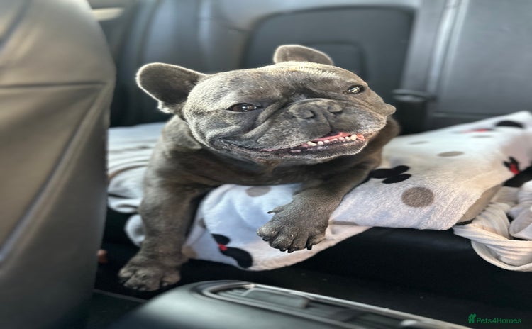 French Bulldog dogs - Advert 4