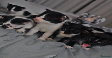 Mixed Breed cats - Advert 5