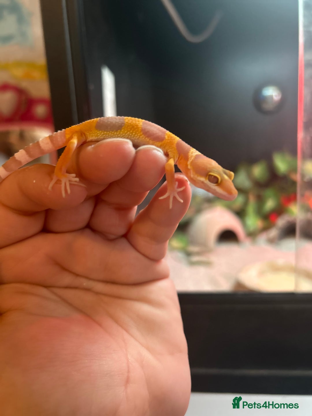 Leopard Gecko reptiles for sale: MIXED LEOPARD GECKOS  - Image 7