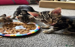 Mixed Breed cats for sale: 2 beautiful female kittens - Image 8