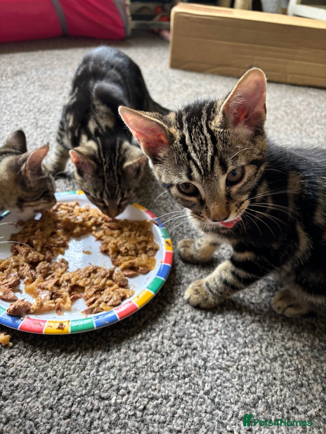 Mixed Breed cats for sale: 2 beautiful female kittens - Image 8