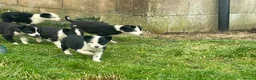 Border Collie dogs for sale: Beautiful litter of collie pups - Advert 5
