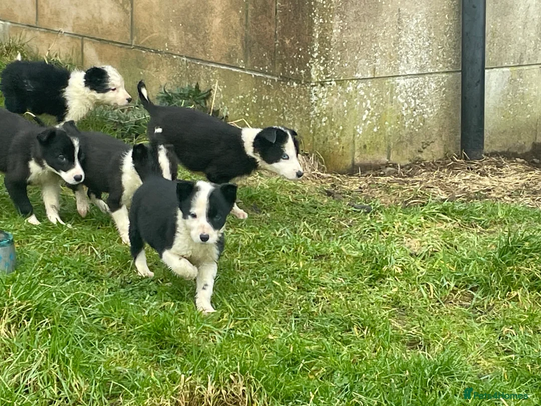 Border Collie dogs for sale: Beautiful litter of collie pups - Advert 5