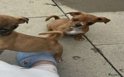 Jug dogs for sale: Last female jug puppy ready now  - Image 7