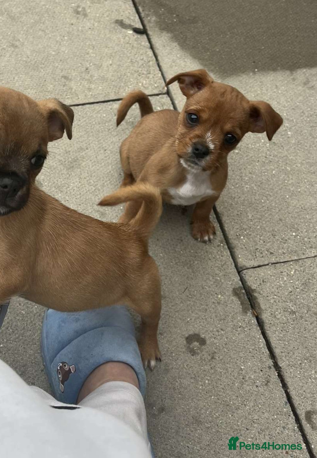 Jug dogs for sale: Last female jug puppy ready now  - Image 7
