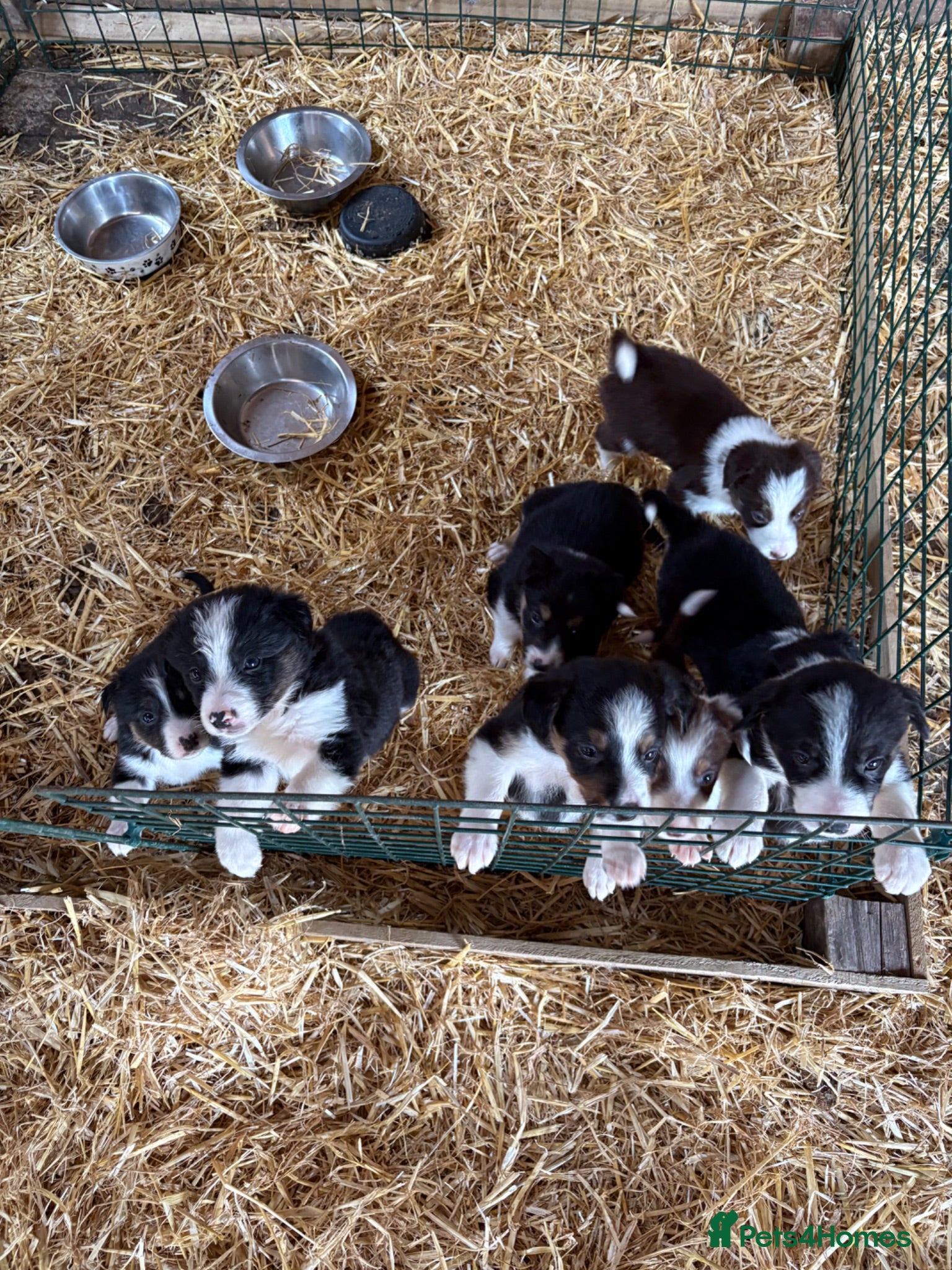 Border Collie dogs Border collie puppies - Advert 12