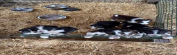 Border Collie dogs for sale: Border collie puppies - Advert 1