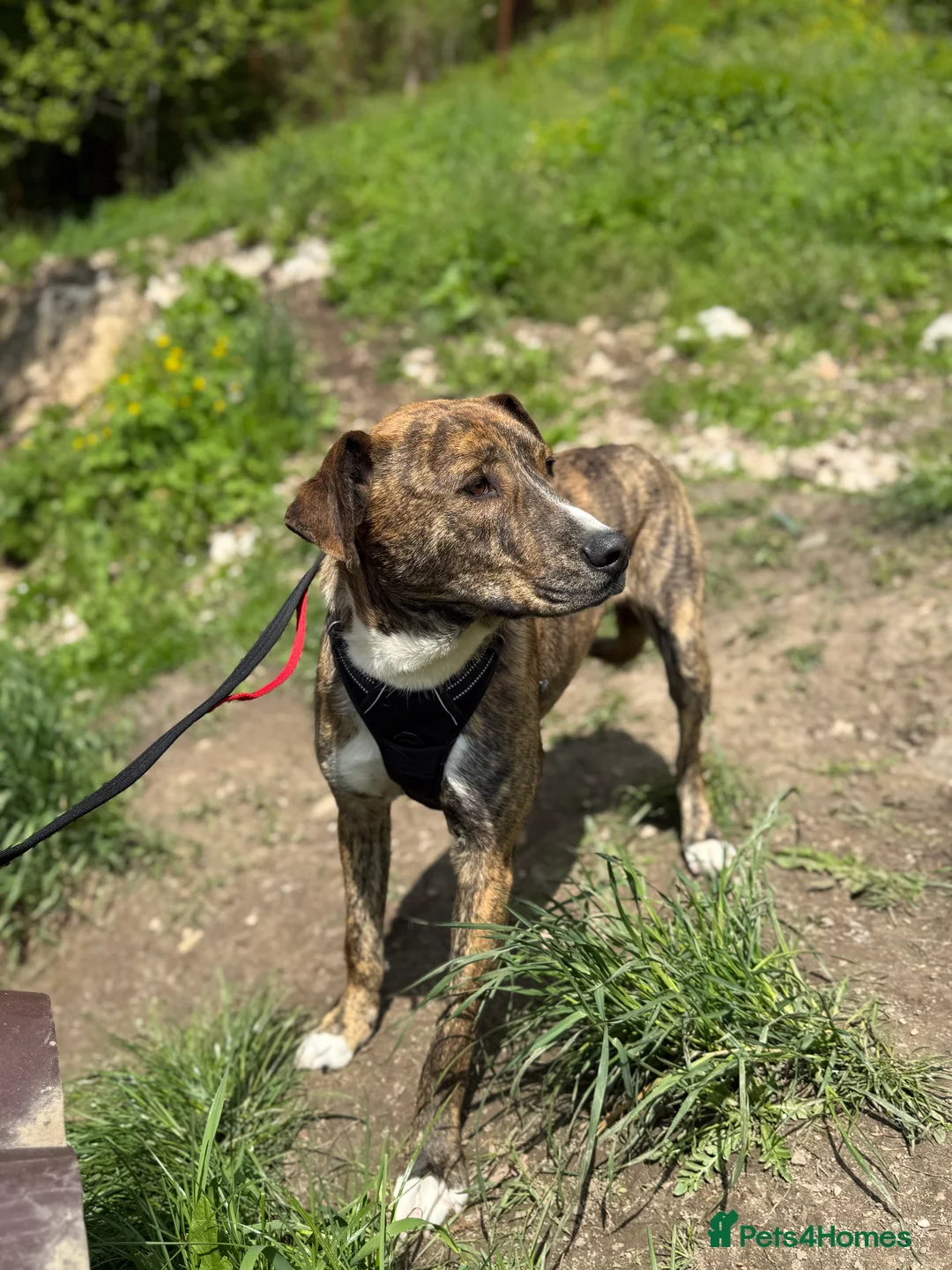 Mixed Breed dogs for adoption: Oak is looking for a family! in Brighton - Advert 5
