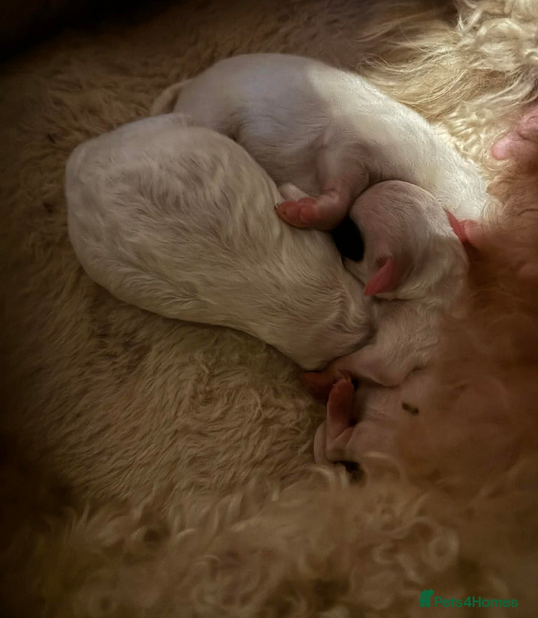 Cavapoo dogs for sale: F1B Cavapoo Puppies  - Advert 5