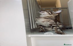 Bengal cats for sale: 🔥🏆OUTSTANDING SHOW BENGALS… READY 26th AUGUST💯 - Image 26