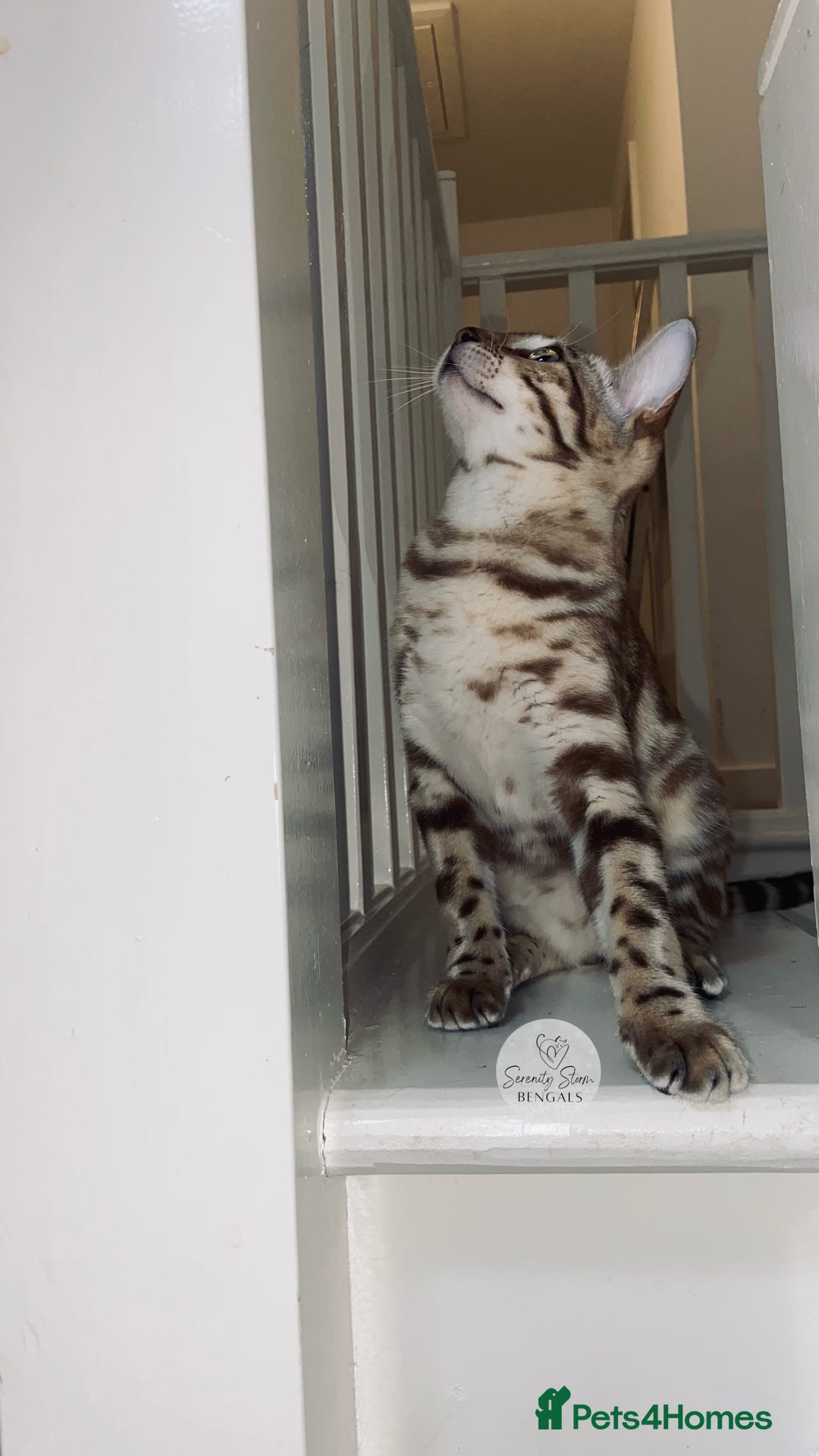 Bengal cats for sale: 🔥🏆OUTSTANDING SHOW BENGALS… READY 26th AUGUST💯 - Image 26