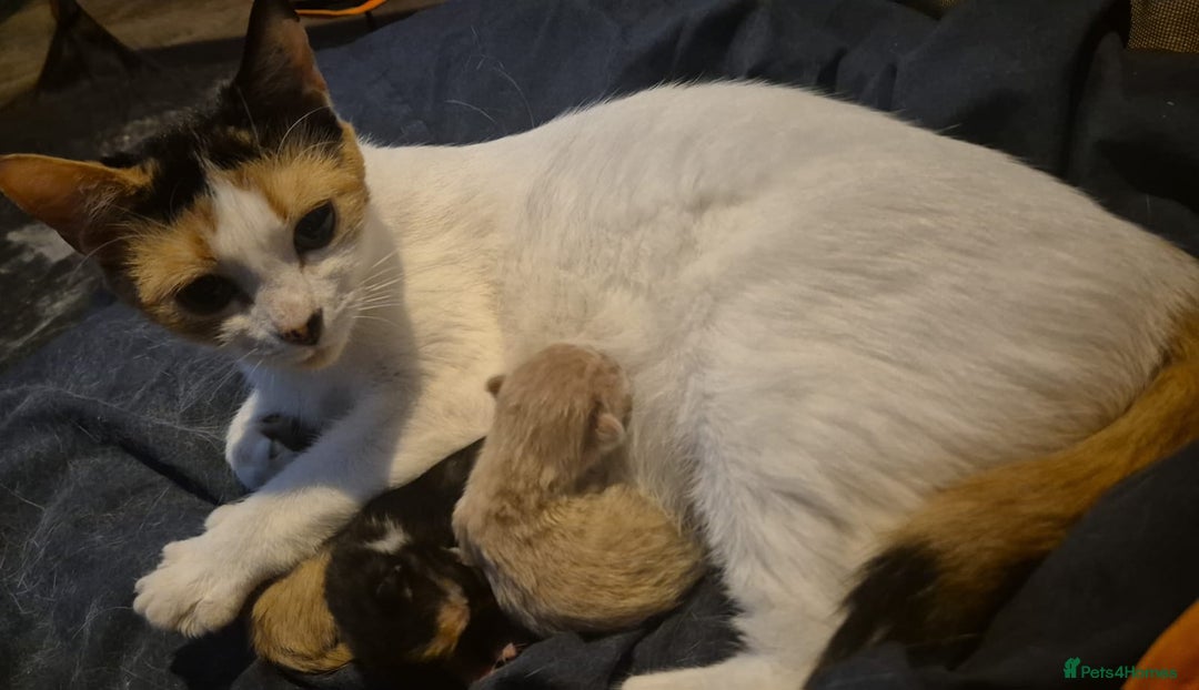 Mixed Breed cats for sale: 🐾 Gorgeous Fluffy Kittens for Loving Homes 🐾 - Image 8