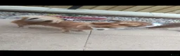 Mixed Breed dogs for sale: Beautiful fur babies  - Advert 11