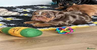 English Bulldog dogs - Advert 9