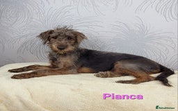 Australian Labradoodle dogs for sale: Australian Labradoodle × Fox Terrier Puppies - Image 30