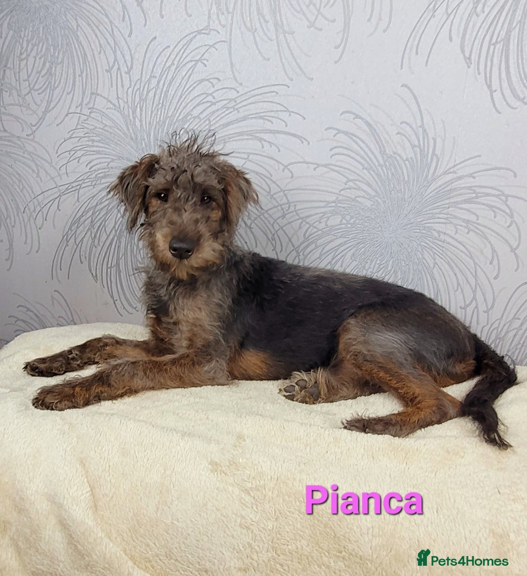 Australian Labradoodle dogs for sale: Australian Labradoodle × Fox Terrier Puppies - Image 30